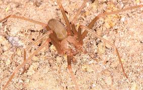 Über 80% neue produkte zum festpreis; Blog Oklahoma City S Complete Guide To Brown Recluse Spiders