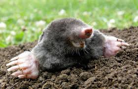 Moles are surprising little mammals with pointed muzzles, tiny eyes, and bodies shaped like idaho potatoes. How To Get Rid Of Moles In Yard The Tree Center