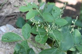 Image result for Teramnus labialis