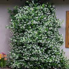 Personalize with a monogram to create a special gift. Star Jasmine Plants For Sale Fastgrowingtrees Com