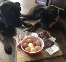 Boiling them is probably the if you don't see any adverse effects, you can continue adding eggs to his diet. Can Dogs Eat Raw Eggs Raw Eggs For Dogs Thatmutt Com A Dog Blog