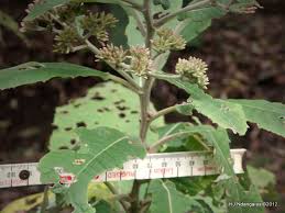 Image result for Vernonia auriculifera
