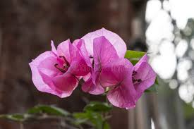 Image result for Nyctaginaceae