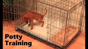Potty Training Puppy Apartment Official Full Video How To Potty Train A Puppy Fast Easy Youtube