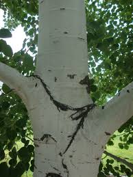 The leaves rustle at the slightest breeze and are resistant to leaf spot. Photo Of The Stem Scape Stalk Or Bark Of Quaking Aspen Populus Aspen Scape Photo