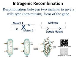 Image Result For Intragenic Recombination Overlapping Mutation Mutation Genetics Words