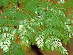 Meerrettichbaum 