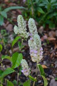 Image result for Justicia betonica