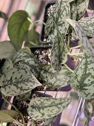 We did not find results for: Silver Lady Scindapsus Pictus Silver Lady Cuttings Extremely Rare Pothos Plant Ivy Scindapsus Trailin Ivy Plants Ivy Plant Indoor Variegated Plants