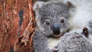 Koala memiliki nama latin phascolarctos cinereus. Gemas Kebun Binatang Di Australia Punya Bayi Koala Baru