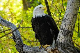 Doordat mensen veel giftige stoffen, bijvoorbeeld tegen insecten, in de lucht spoten is de vogel bijna uitgestorven, maar nu komen er in sommige gebieden. Amerikaanse Zeearend Hd Wallpaper Achtergrond 2048x1365