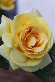10 000 Best Yellow Rose Photos 100 Free Download Pexels Stock Photos Welcome yellow color lovers welcome rose lovers welcome love lovers to best collection of romantic yellow roses images. 10 000 best yellow rose photos 100