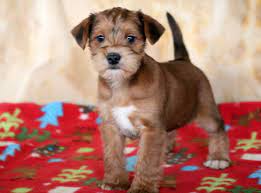 Like terriers, schnauzers were originally bred to control vermin. Schnauzer Mix Puppies For Sale Puppy Adoption Keystone Puppies