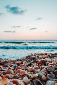 Ocean Under Cloudy Sky Photo Free Animal Image On Unsplash In 2020 Beach Wallpaper Beautiful Nature Wallpaper Ocean Wallpaper