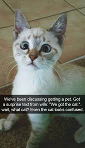 Shared Via Thunder Dungeon App Funny Cat Memes Cute Funny Animals Funny Animal Memes
