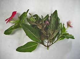 Image result for Vinca