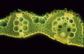 Image result for Craspedorhachis