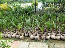 Ia mungkin disebabkan pokok kelapa itu ditanam menggunakan anak benih diambil daripada buah kelapa matag yang dicambah. Benih Kelapa Matag F1 Benih Toko