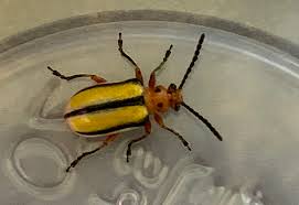 This involves digging trenches, piling the soil in between the trenches, planting the seed potatoes, and hilling the potato plants as they grow. Three Lined Potato Beetle What S That Bug