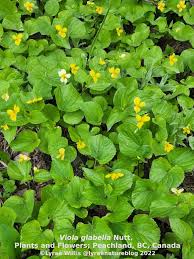 Image result for Violaceae