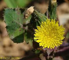 Image result for Sonchus oleraceus