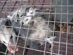 Get directions, reviews and information for critter & pest defense in apopka, fl. Critter Pest Defense Critterandpest Profile Pinterest