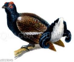 Das tier, das es nicht gibt. Vogel Bildschlagwort Quagga Illustrations Bilddatenbank