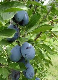 We did not find results for: Stanley Prune Plum Plum Trees Stark Bro S