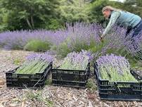 Lavender Festival at Ananda Valley Farm
