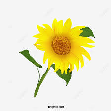 Bunga matahari png is a free transparent background clipart image uploaded by start2swim ldn. Gambar Bunga Matahari Clipart Bunga Matahari Bunga Matahari Cat Air Png Transparan Clipart Dan File Psd Untuk Unduh Gratis