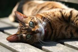 Maybe you would like to learn more about one of these? Katze Entlaufen Massnahmen Suchflyer Vorbeugung Markt De