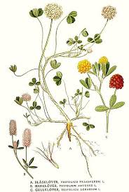 Image result for Trifolium purseglovei