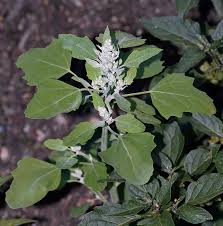 Image result for Chenopodium opulifolium