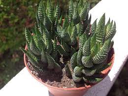 And they're a common sight for lots of cacti. Succulent Plant Haworthia Reinwardtii African Pearl Branching Rosette With Raised White Pearls Planting Succulents Succulents Plants