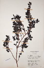 Image result for Barleria capitata