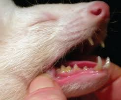 The dental formula for this species is 3/3, 1/1, 2/2, 1/1. Dental Anatomy Physiology Treatment Overview From Vetstream Definitive Veterinary Intelligence