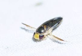 Image result for Notonectidae