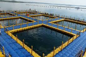 Budidaya Kja Offshore Pertama Di Indonesia Ekonomi