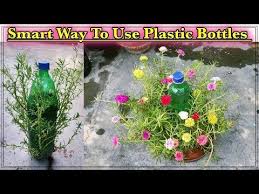 How To Grow Portulaca Cuttings In The Summer Season Ll Smart Use Of Plastic Bottles In Your Garden Youtube Portulaca Flowers Rose Plant Care Season Plants