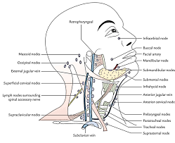 Frequency and implications of occipital and posterior auricular sentinel lymph nodes in scalp melanoma scalp slns are frequent drainage sites for scalp melanoma and, when found, have a 30% chance of harboring metastatic disease. Lymph Node Excision Cervical