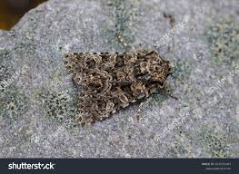 Image result for Hadena perplexa