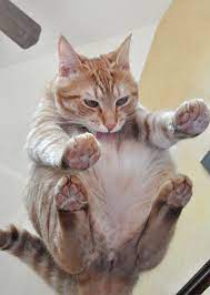 Get Me Off This Glass Top Table Cats Cat Sitting Cute Cats