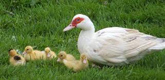 Check spelling or type a new query. Raising Muscovy Ducks The Hedgecombers