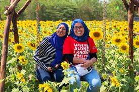 Terdapat beberapa manfaat bunga matahati untuk kesehatan yang mungkin tidak anda ketahui. Trip Sst Saya Suka Tren Thailand Bunga Matahari Lopburi Life Is About Passions Thank You For Sharing Mine Ms