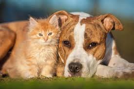 Bottom line don't think this is a diy project for experimentation on a cat, you need a veterinarian. Why Heartworm Prevention Is So Important For Pets Goldsboro Nc Eastwaye Veterinary Clinic
