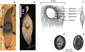 Nach einem kurzen abstecher ins emsland und nach australien, entschloss er sich, produktionsgartenbau in deutschland und horticulture & business management in holland zu studieren, was er mit einem. Biological Flora Of Central Europe Ailanthus Altissima Mill Swingle Sciencedirect