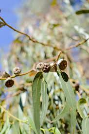 Image result for Phragmanthera cornetii