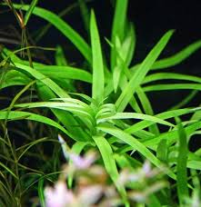 Heteranthera Zosterifolia Water Stargrass 4 Pcs Akvarium