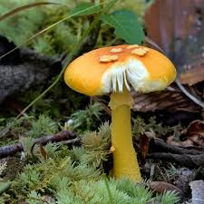 Image result for Ottelia kunenensis