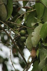 Image result for Tricalysia sp. E